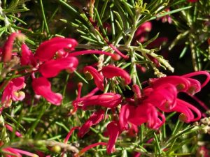 Grevillea 'Scarlet Sprite'