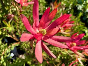 Leucadendron 'Red Gem' | Online Flower Garden