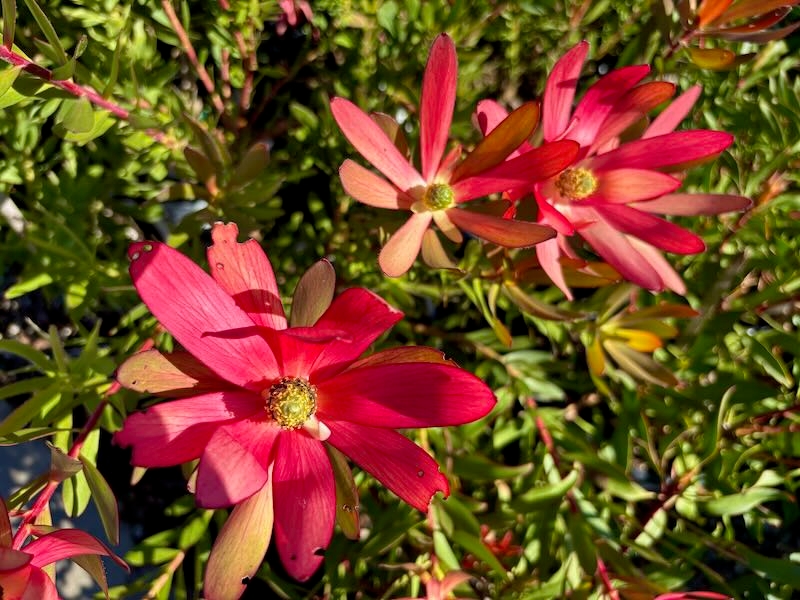 Leucadendron-Red-Gem | Online Flower Garden Leucadendron 'Red Gem'