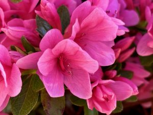 Azalea indicum 'Coral Bells'