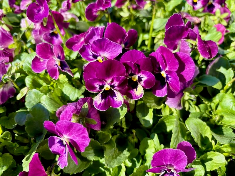 Viola 'Sorbet® XP Raspberry'