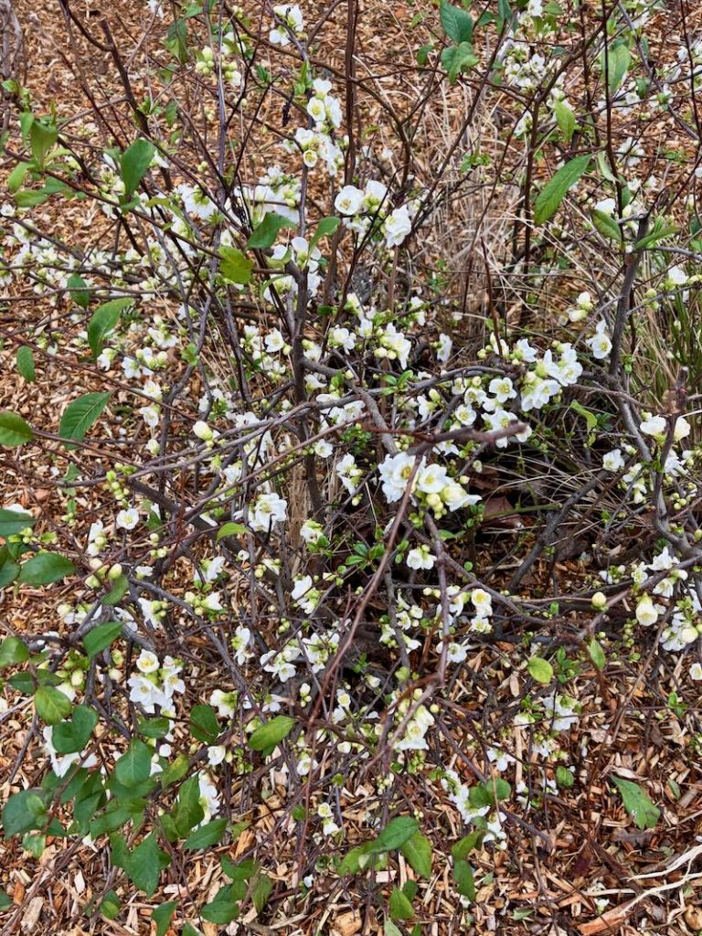 Chaenomeles ‘Jet Trail’