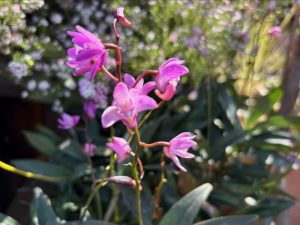 Dendrobium kingianum | Online Flower Garden