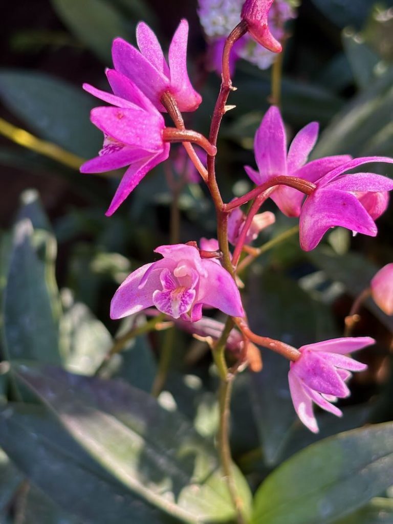 Dendrobium kingianum