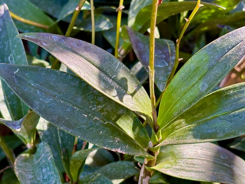 Dendrobium kingianum