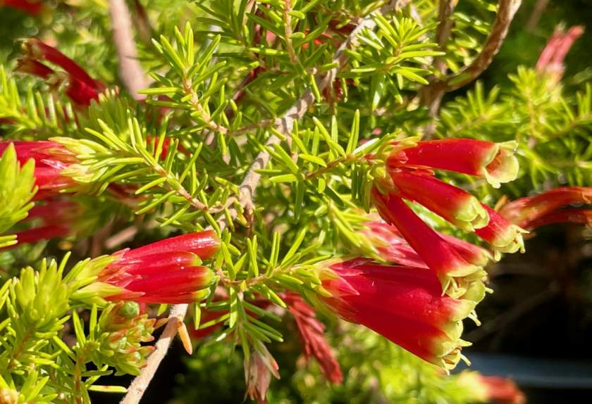 Erica speciosa