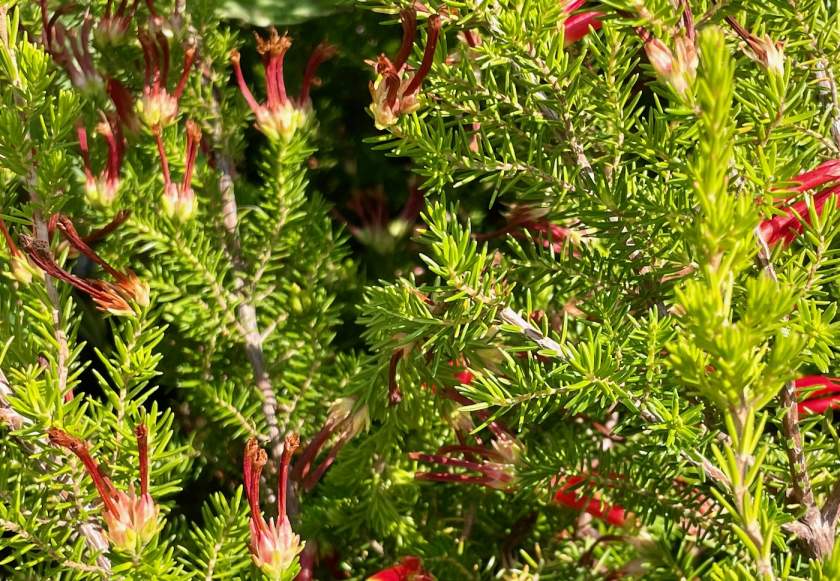 Erica speciosa
