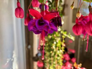 Fuchsia ‘Voodoo’ | Online Flower Garden