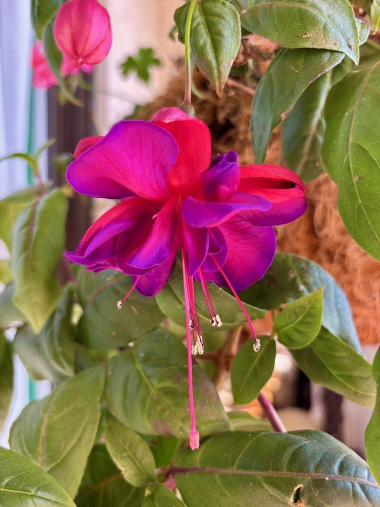 Fuchsia ‘Voodoo’