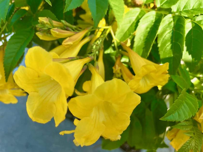 Tecoma-Lydia | Online Flower Garden Tecoma x 'Lydia'