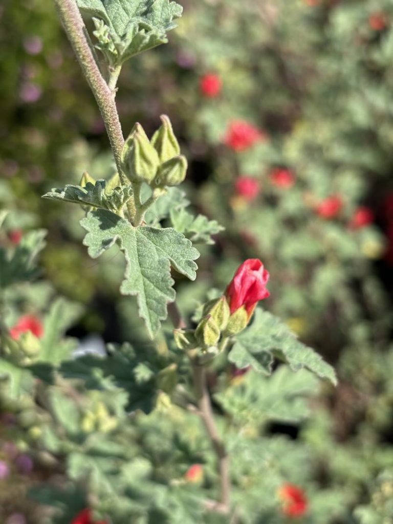 Sphaeralcea ambigua ‘Newleaze Coral’