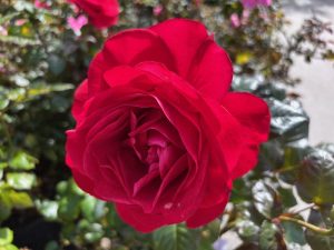 Rosa 'In Love Again'