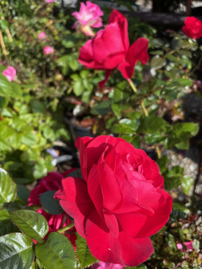 Rosa 'In Love Again'