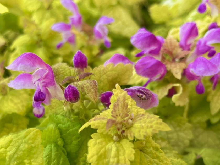 Lamium maculatum 'Aureum'