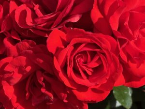 Rosa ‘Trumpeter’ | Online Flower Garden
