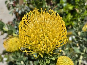 Leucospermum cordifolium ‘Yellow Bird’