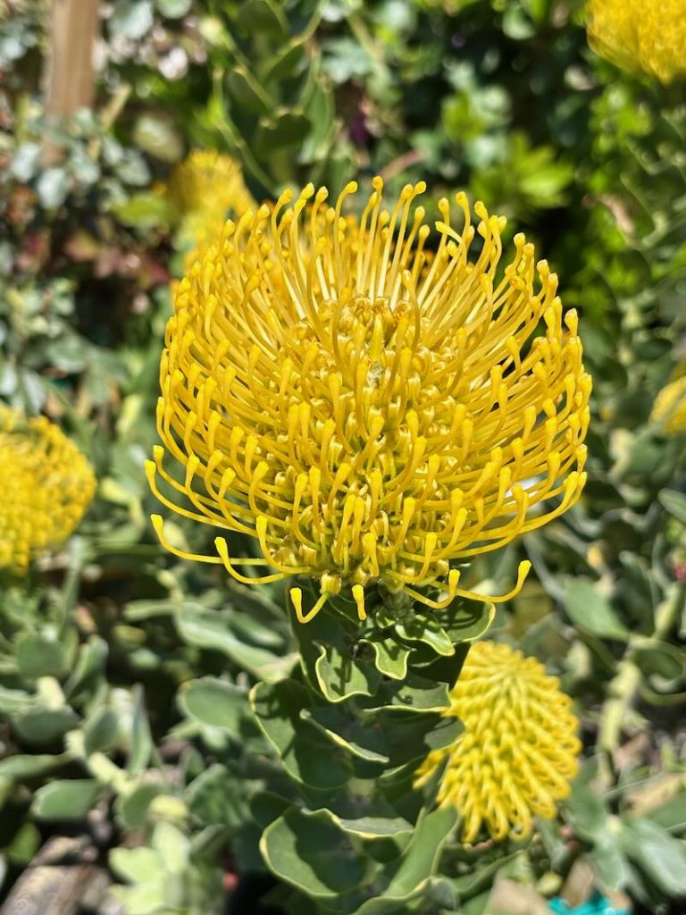 Leucospermum-cordifolium-Yellow-Bird | Online Flower Garden Leucospermum cordifolium ‘Yellow Bird’