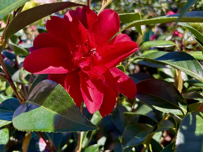 Camellia japonica ‘Julius Nuccio’