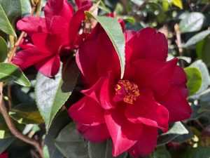 Camellia japonica ‘Julius Nuccio’ | Online Flower Garden