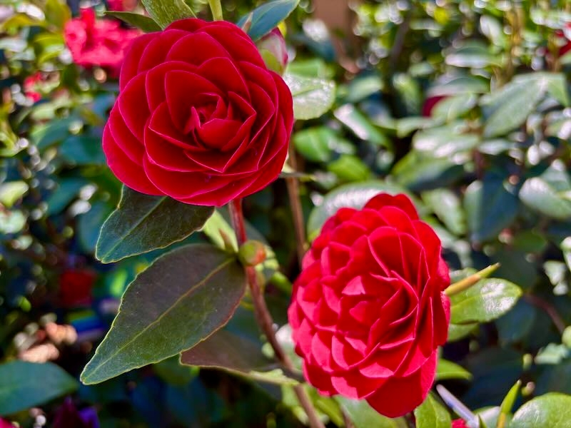 Camellia japonica 'Glen 40'