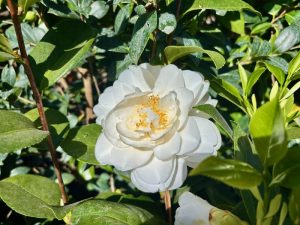 Camellia ‘Swan Lake’