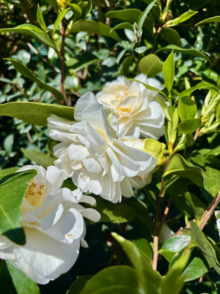 Camellia-Swan-Lake | Online Flower Garden Camellia ‘Swan Lake’