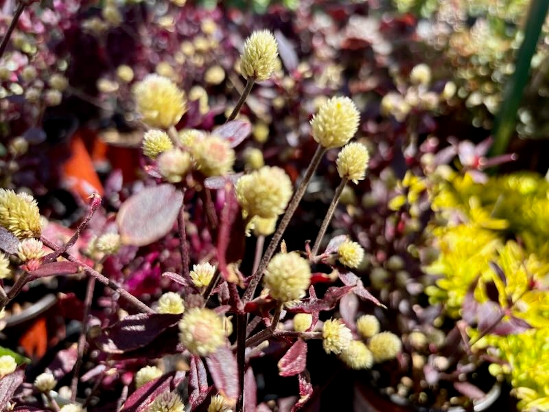 Alternanthera 'Purple Knight'