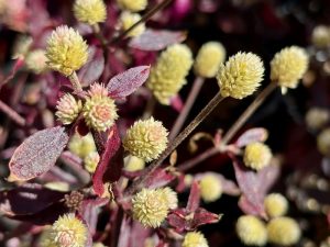 Alternanthera 'Purple Knight' | Online Flower Garden