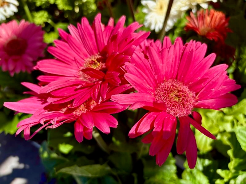 Revolution Rose Bright Light, Gerbera 'Revolution Rose Bright Light Eye'