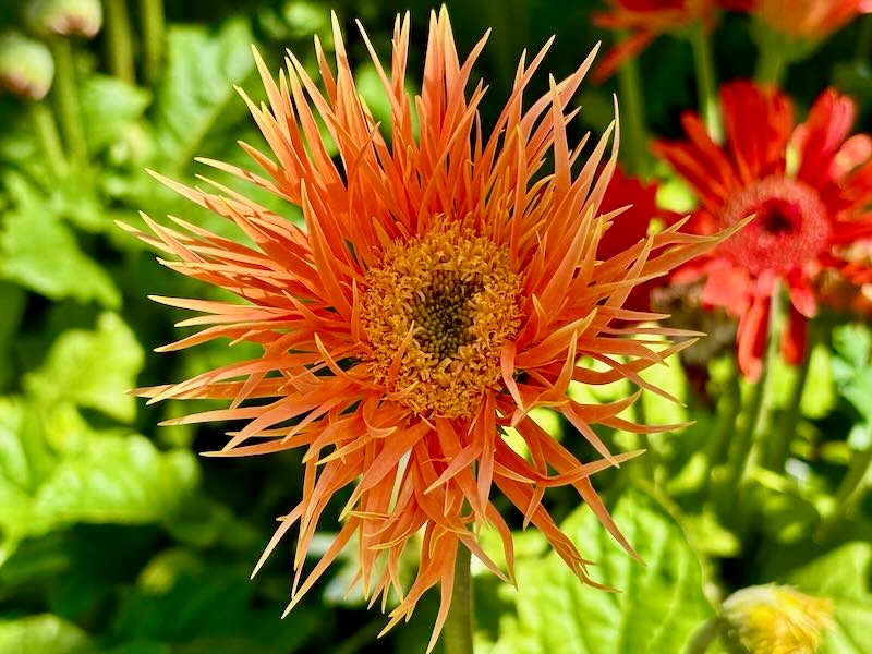 Gerbera ‘FloriLine Maxi Spider Orange’