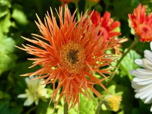 Gerbera ‘FloriLine Maxi Spider Orange’