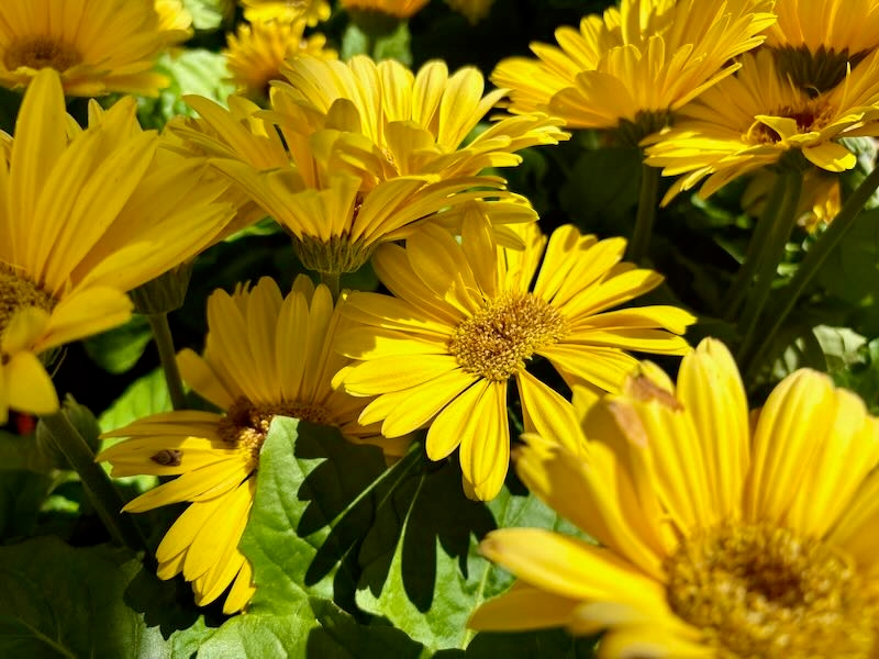 Gerbera-Golden-Yellow-Dark-Eye | Online Flower Garden Yellow with Dark Eye, Gerbera 'Golden Yellow with Dark Eye'