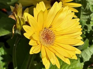 Gerbera 'Golden Yellow with Dark Eye' | Online Flower Garden