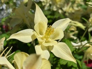 Aquilegia coerulea ‘Kirigami™ Yellow’ | Online Flower Garden