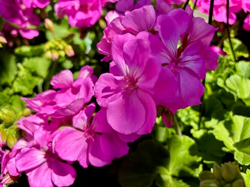 Pelargonium ‘Calliope® Large Lavender’