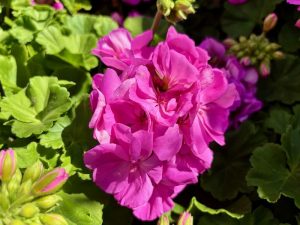 Pelargonium ‘Calliope® Large Lavender’ | Online Flower Garden