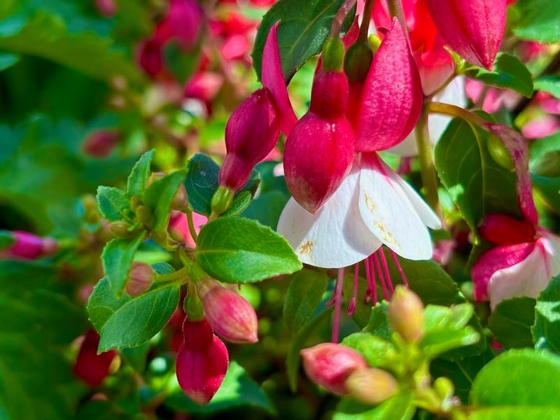 Fuchsia-Windchimes-Neon-White | Online Flower Garden Fuchsia ‘Windchimes Neon and White’