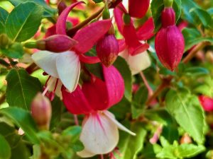 Fuchsia ‘Windchimes Neon and White’ | Online Flower Garden