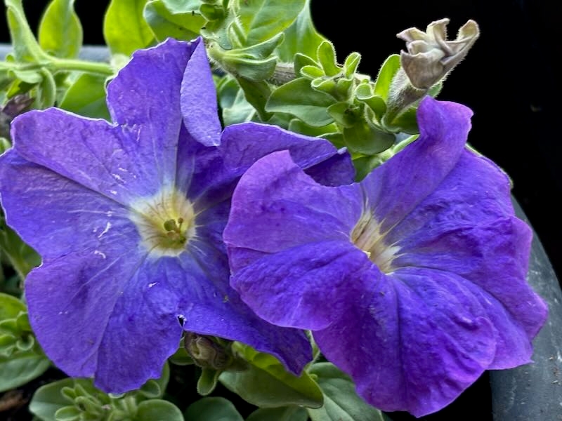 Petunia 'Dreams Sky Blue'