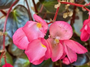 Begonia ‘Dragon Wing® Pink’ Bronze Leaf