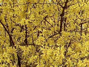 Forsythia | Online Flower Garden