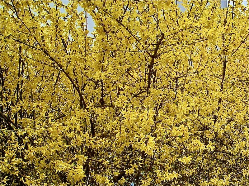 Forsythia