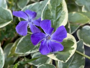 Vinca major ‘Variegata’