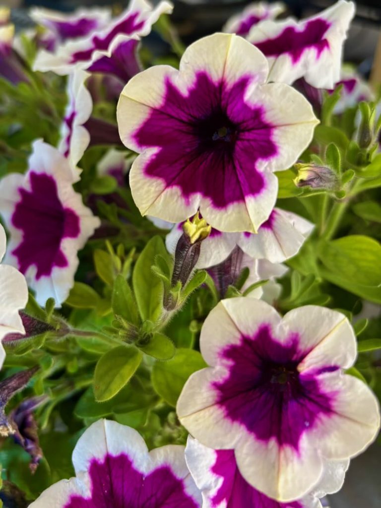 Petunia-Capella-Rim-Raspberry | Online Flower Garden Capella Rim Raspberry, Petunia 'Capella Rim Raspberry'