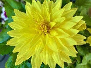 Dahlia ‘XXL Baja Sol’ Yellow | Online Flower Garden
