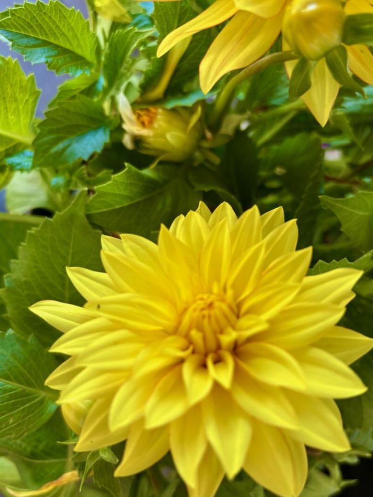 Dahlia ‘XXL Baja Sol’ Yellow | Online Flower Garden
