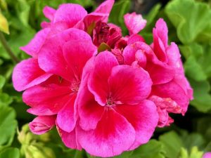 Pelargonium ‘Calliope® Large Rose Mega Splash’ | Online Flower Garden