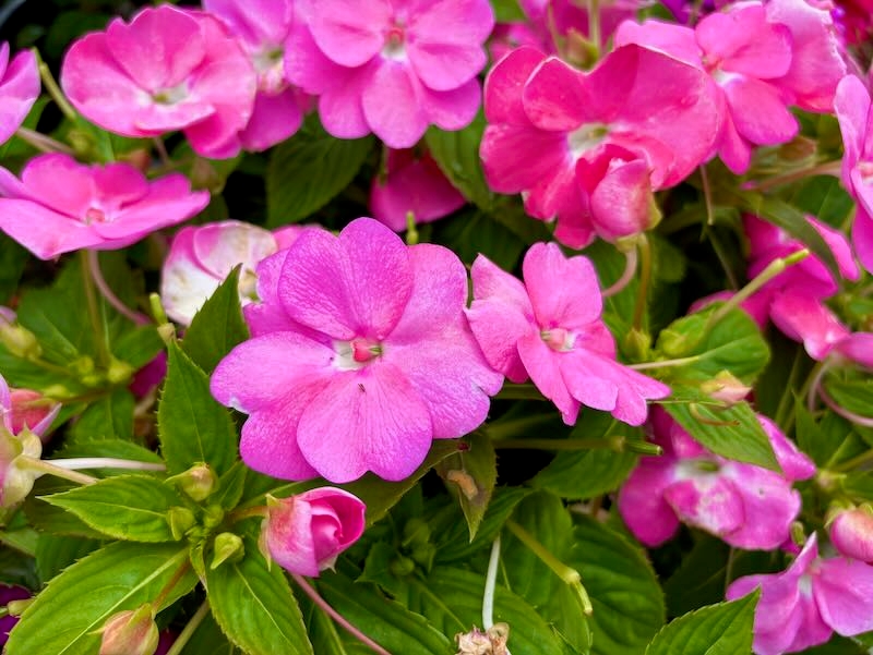 SunPatiens® Vigorous Pretty Pink Impatiens | Online Flower Garden
