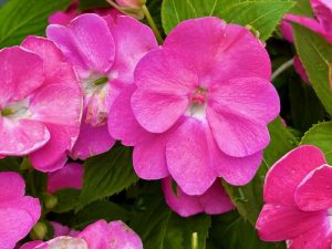 SunPatiens® Vigorous Pretty Pink Impatiens