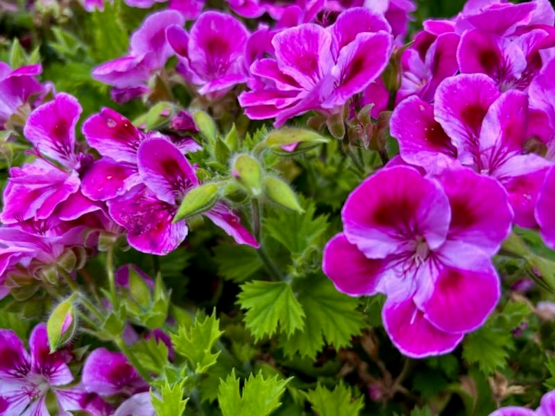 Pelargonium ‘Pinkerbell®’, Geranium